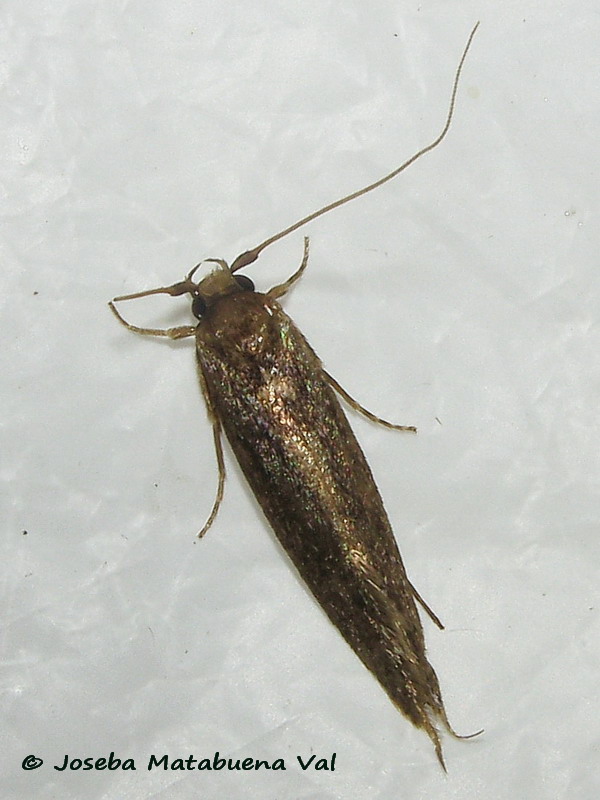 Micro da id. - Opogona omoscopa, Tineidae